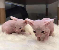 Lovely hairless Sphynx Kittens