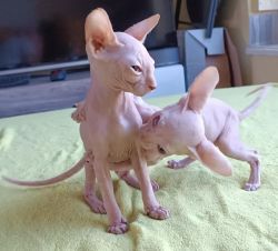 Sphinx kitties ready to leave for new home