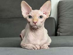 The most loving and purebred Canadian Sphynx
