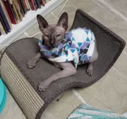 Hairless Sphynx Peterbald Male Cat --11 Months Old Neutered