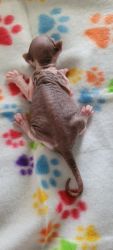 Beautiful sphynx kittens DNA health tested