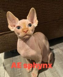 Sphynx Kitten Available