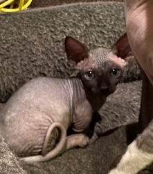 TICA Sphynx and Bambino kittens; HCM, PCR clear
