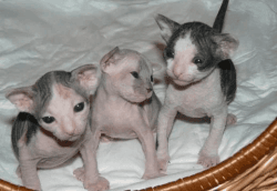SPHYNX KITTENS AVAILABLE NOW