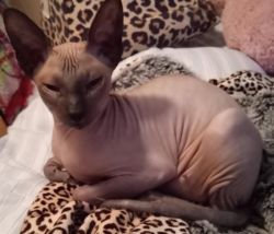 Young Male Hairless Sphynx/Peterbald needs a new home