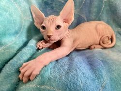 CFA Sphynx Kittens Available Now