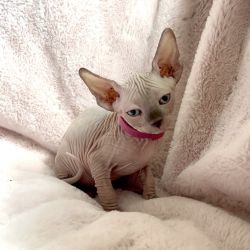Beautiful Naked Sphynx Kittens with perfect hairless skin.