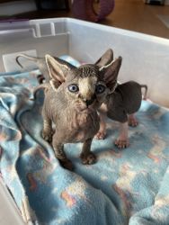 Sphynx kittens for sale Houston
