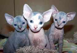 5 Sphynx kittens
