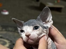 Sphinx Cats for sale