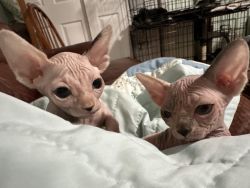 Home Raised Sphynx Kittens For Sale