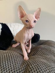 Oods Eyes Small Sphynx Kittens For Sale Now