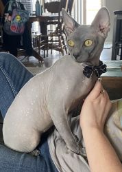 100% Sphynx male with breeding rights for sale