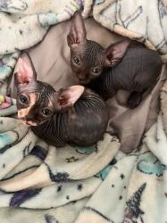 Quality Male and Female Sphynx Kittens