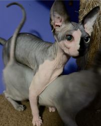 6 month old Sphynx hairless cat