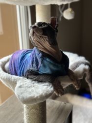 Sphynx for sale