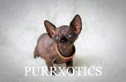 Sphynx and Elf Sphynx kittens with health guarantee and more