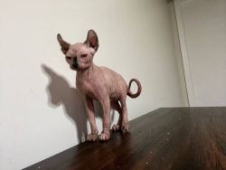 Favorite Male and Female Sphynx Kittens