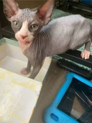 Brilliant Male and Female Sphynx Kittens