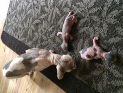 PURE SPHYNX kittens from very lovable parents!