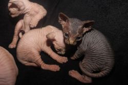 Hairless sphynx kittens Available For Sale