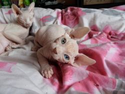 Adorable Sphynx Kitten For Adoption (xxx) xxx xxx0
