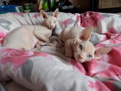 Kittens For Adoption (xxx) xxx xxx0