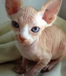 Bold and Wrinkly Sphynx Kittens