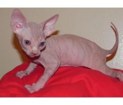 Stunning Sphynx Kittens Available