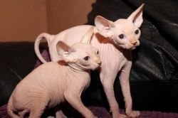 Lovely Sphynx Kitten For Adoption In Usa City
