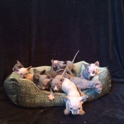 Reserve Your Sphynx Today