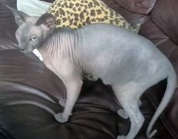 Sphinx Female For Sale for good homes ready to take a new pet