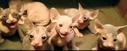 Sphynx kittens available for sell