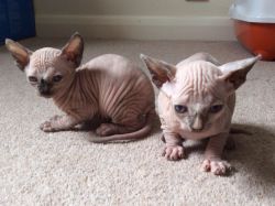 Sphynx kittens for sale now and ready to go .