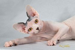 Coming soon! Adorable Sphynx kittens!
