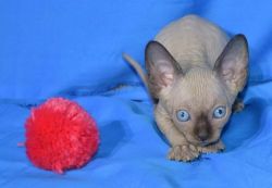 Seal Point Male and girl Sphynx