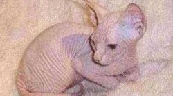 Adorable Purebred Sphynx Kittens