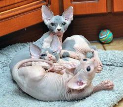 Charming Sphynx Kittens