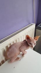 Male and Female Sphynx Kittens