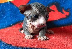Great quality sphynx kittens!