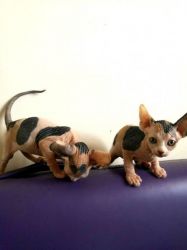 Sphynx Kittens Looking For New Home