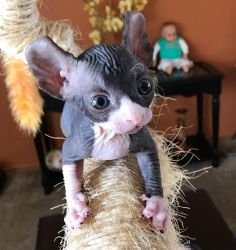 Great Quality Sphynx Kittens!