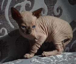 Sphynx Girl and Boy For Sale
