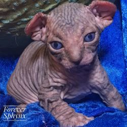 FOREVERSPHYNX HAS A BLACK TABBY!! PANTHER