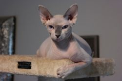 Hairless Sphynx & Bambino- $500 Deposit to get on Our Waiting List