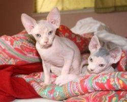 Male and Female Sphynx kitten kittens for Adoption