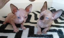 Sphynx Kittens, Tica Registered, Blue Eyes, Shots, Fixed, Health Guara