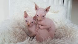 Gorgeous Sphynx Kittens for Adoption.