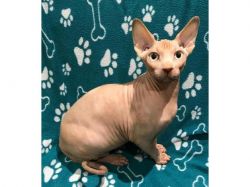 Male and Female Sphynx Kitten Available