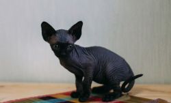Gorgeous Male and Female Sphynx Kittens